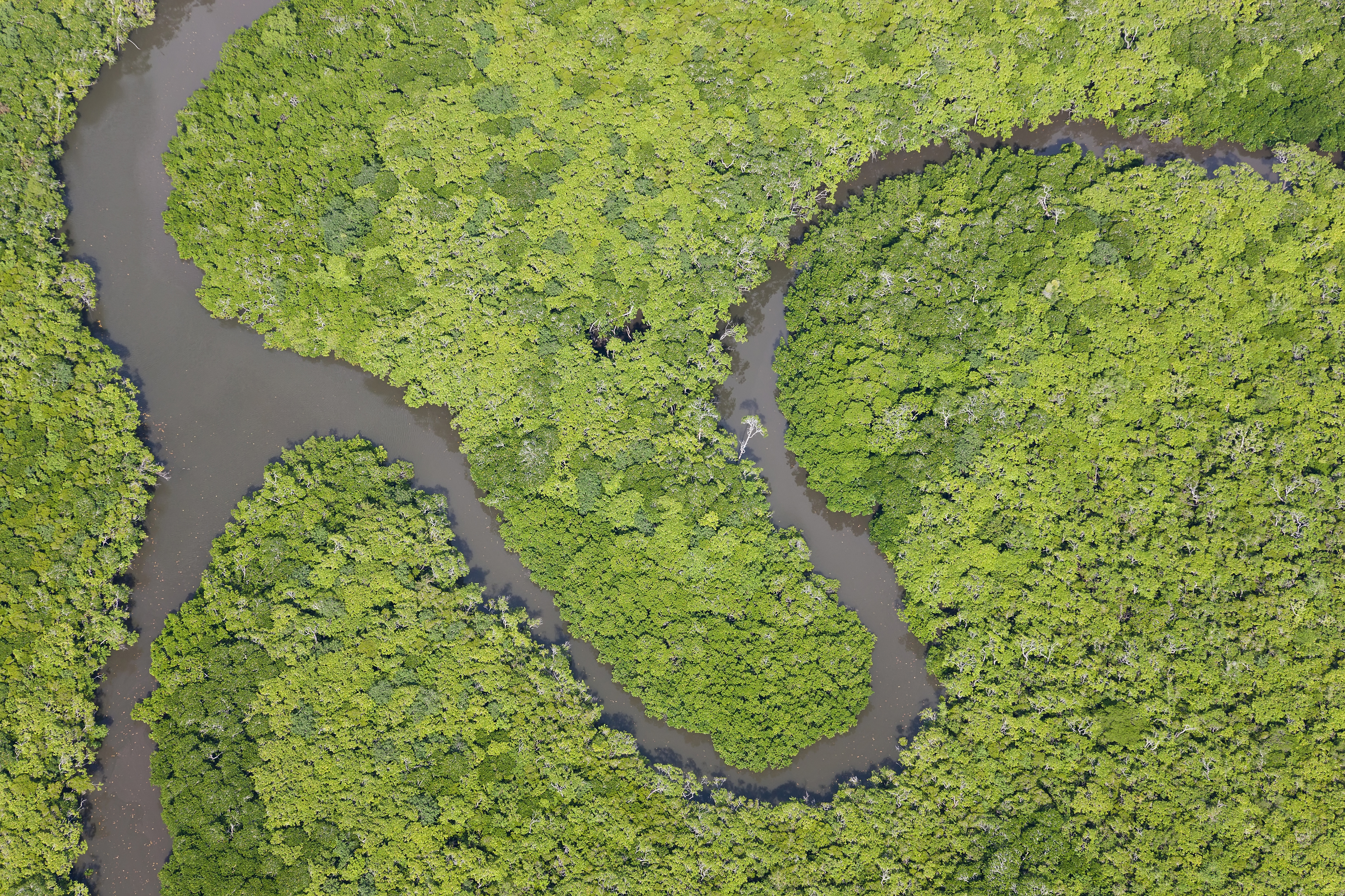 Rio na Floresta