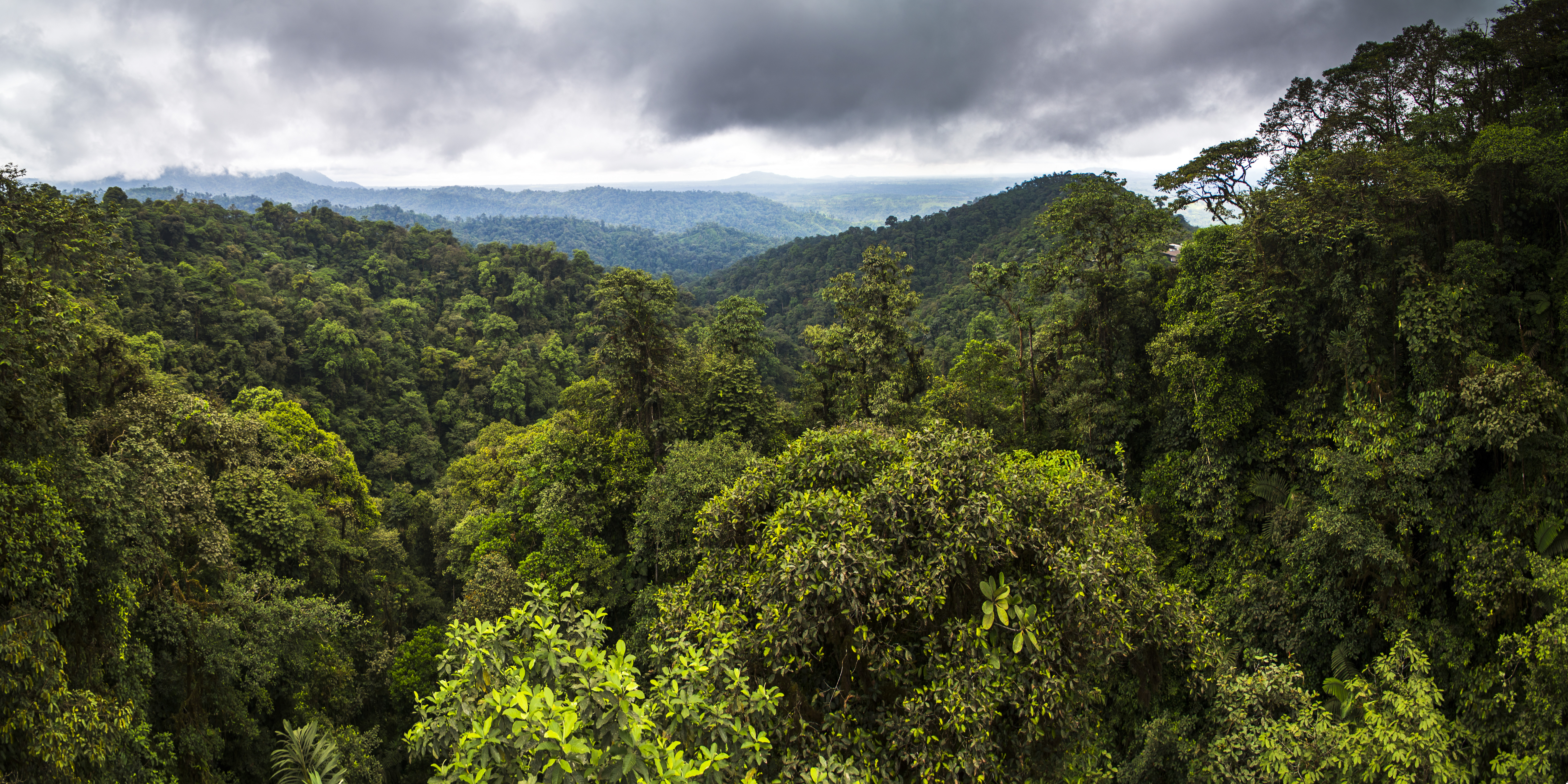 Floresta Tropical